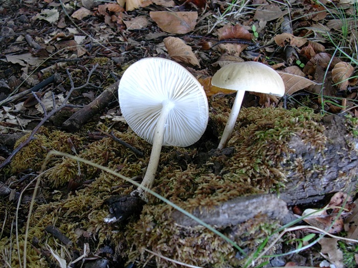 807 Ottobre vecchio ritrovamento